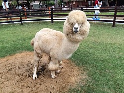 Alpaca Hill